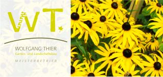 Blumen, gelbe Blumen, braune Mitte